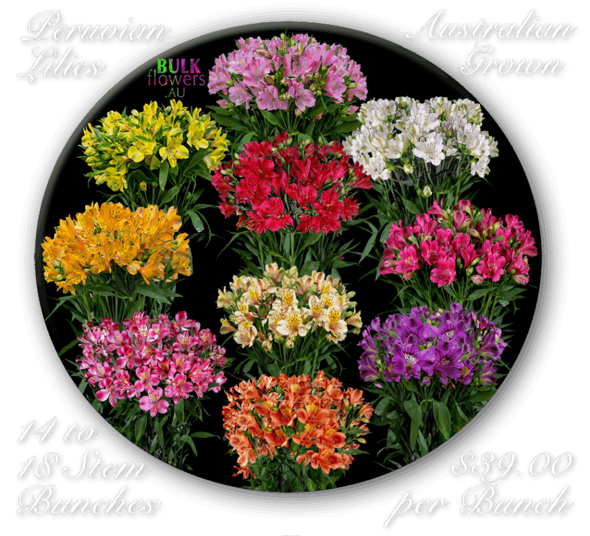 PERUVIAN LILIES