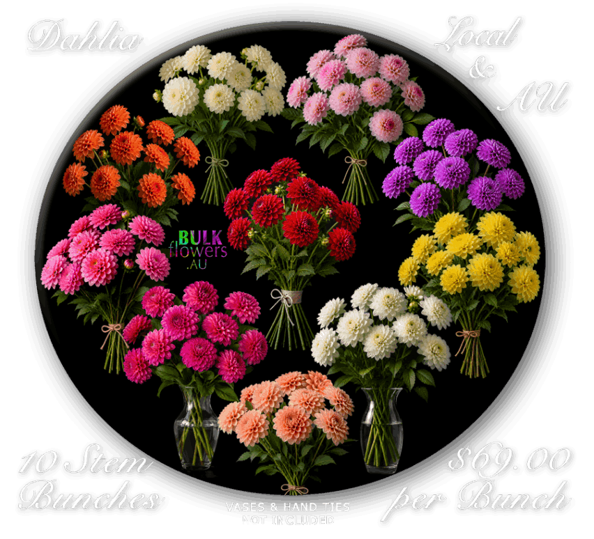 DAHLIAS