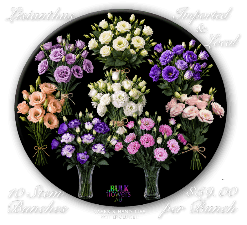 LISIANTHUS
