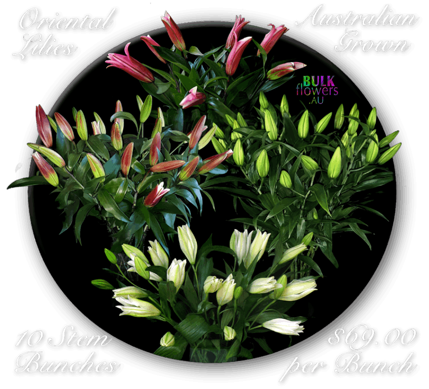 ORIENTAL LILIES