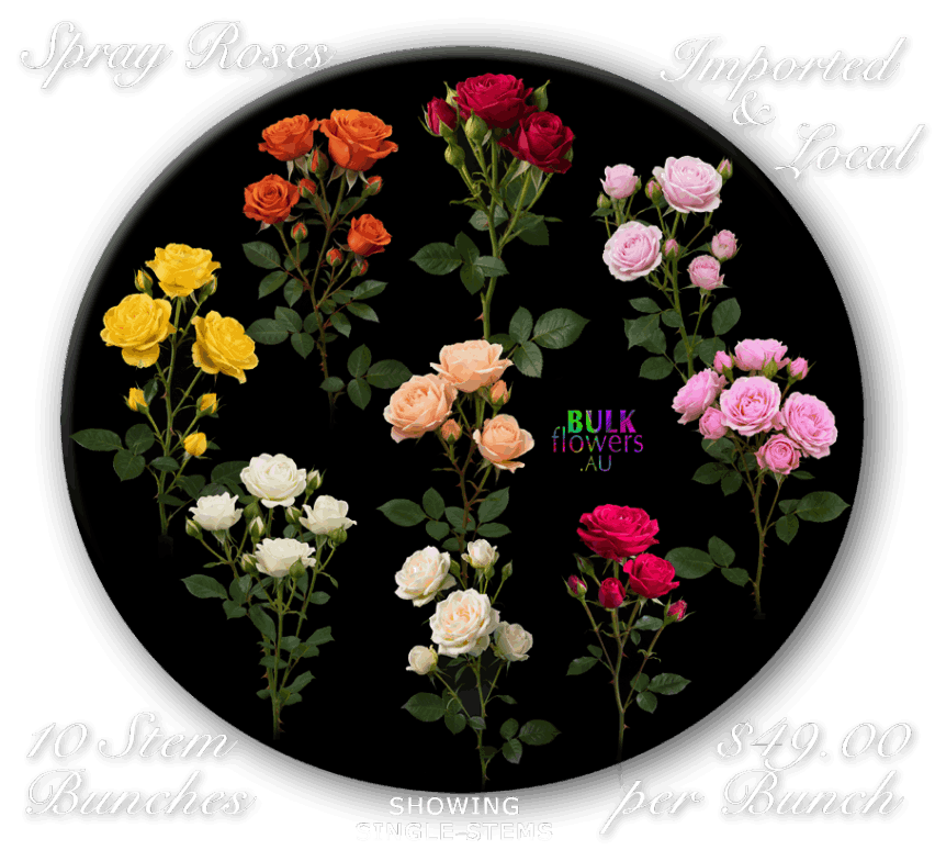 SPRAY ROSES