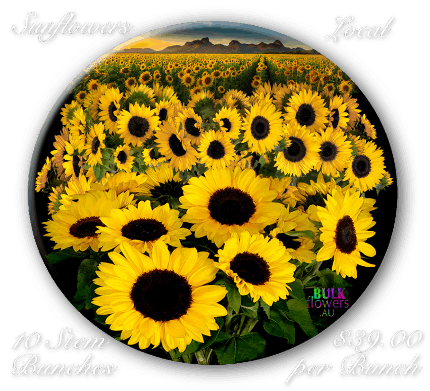 SUNFLOWERS
